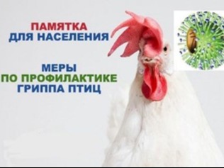 МЕРЫ ПО ПРОФИЛАКТИКЕ ГРИППА ПТИЦ.