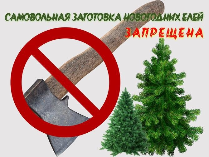 О недопустимости рубок деревьев хвойных пород.