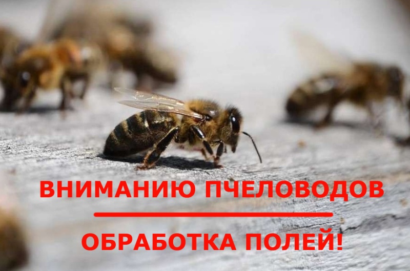 Внимание пчеловодам!.